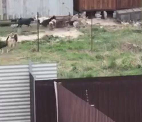 Огромная стая бродячих псов в Карачеве загрызла и растерзала собаку