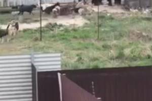 Огромная стая бродячих псов в Карачеве загрызла и растерзала собаку