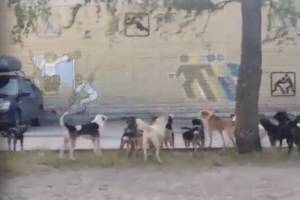 В Брянске многоэтажку на улице 2-я Мичурина оккупировала стая бродячих собак