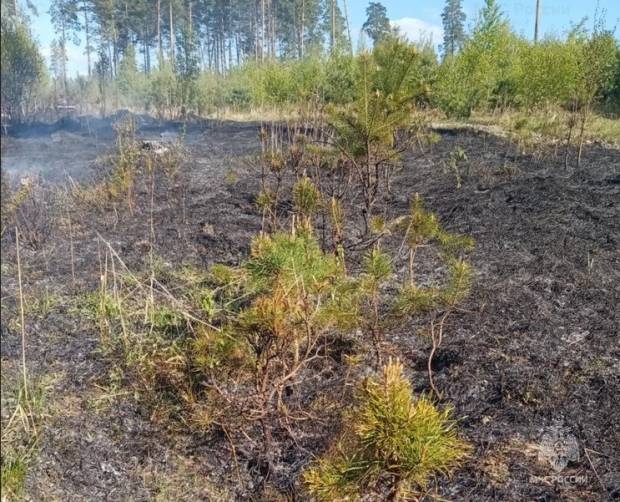 В Дятьковском районе загорелся лес