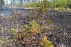 В Дятьковском районе загорелся лес