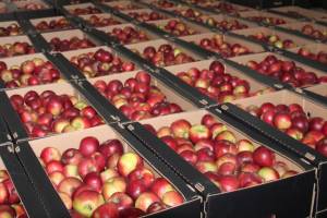 Фермер из Брасовского района собрал 150 тонн яблок