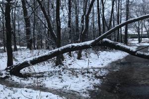 В Навле рухнувшее дерево перекрыло дорогу