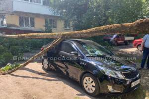 В Брянске рухнуло дерево на припаркованную легковушку