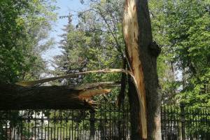 В центре Брянска упало дерево на машину