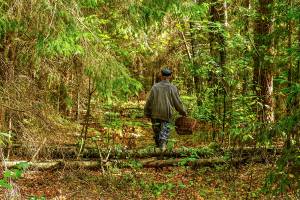 В Новозыбковском районе нашли живым заблудившегося в лесу 73-летнего грибника