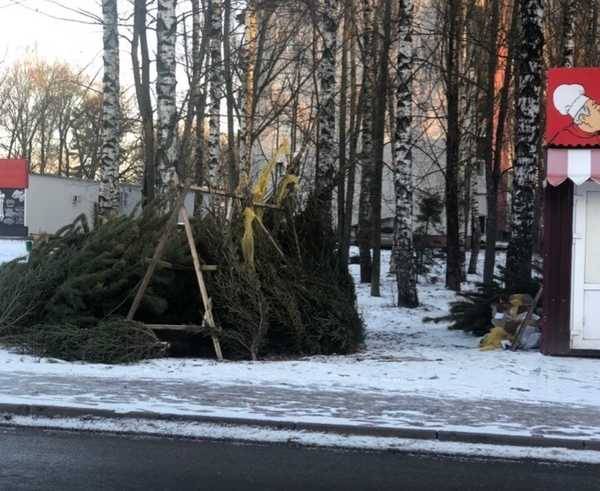 В Путевке под Брянском нашли небольшое кладбище елок