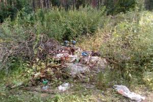 В лесу под Брянском нашли 14 незаконных свалок 