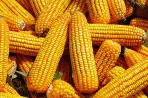 Брянщина по урожайности кукурузы обогнала Кубань и Ставрополье