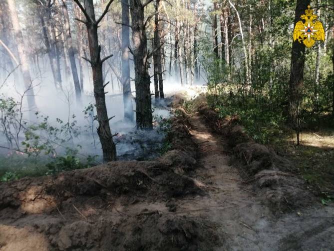 Под Новозыбковом потушили лесной пожар на площади 3 га