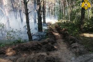 Под Новозыбковом потушили лесной пожар на площади 3 га