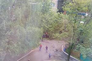 В Брянске на улице Костычева рухнуло огромное дерево