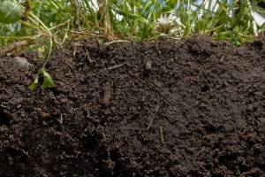 В Брянской области специалисты Россельхознадзора выявили снижение плодородия почвы