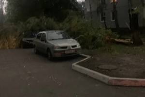 В Брянске рухнувшее дерево придавило легковушку