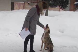 В Карачеве нашли фантастическое объяснение появлению бродячих собак