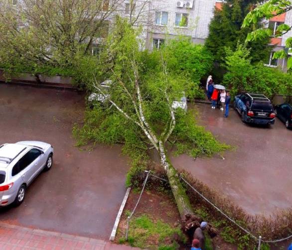 В Брянске рухнуло дерево во дворе многоэтажки по улице Софьи Перовской
