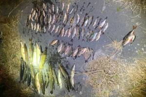 Два брянских браконьера наловили рыбы на 77,2 тысячи рублей