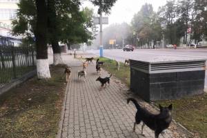 В центре Брянска сняли на фото стаю бродячих собак
