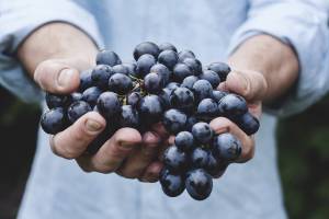 На Брянщину не пустили почти 20 тонн турецкого винограда