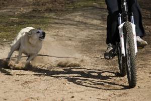 В Климово стая бродячих собак напала на велосипедистов