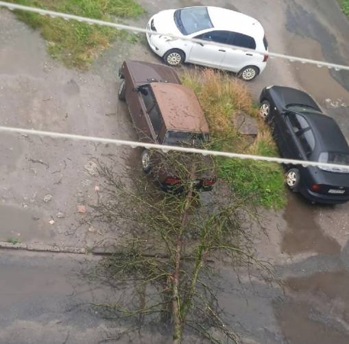 В Фокино дерево рухнуло на припаркованную легковушку