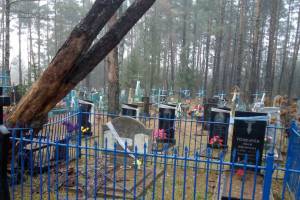 В брянском селе аварийное дерево угрожает разрушить памятники на кладбище