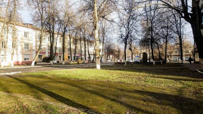 Брянские газоны в январе покрылись зеленой травой