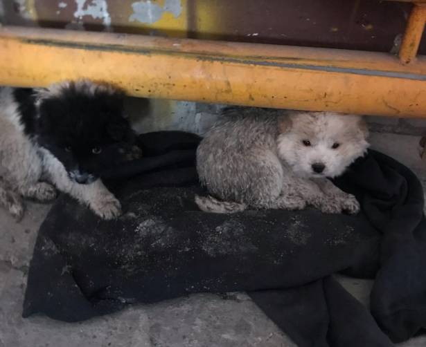 В брянский аэропорт подкинули двоих обессиленных щенков
