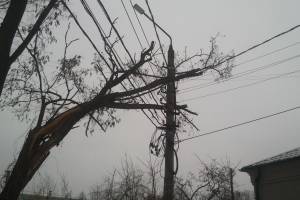 В Стародубе гигантское дерево рухнуло на высоковольтные провода