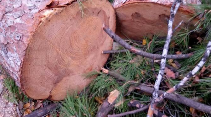 В Навлинском районе черные лесорубы спилили 18 сосен
