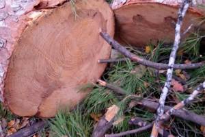 В Навлинском районе черные лесорубы спилили 18 сосен