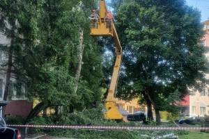 В Брянске из-за уборки аварийного дерева перекрыли дорогу