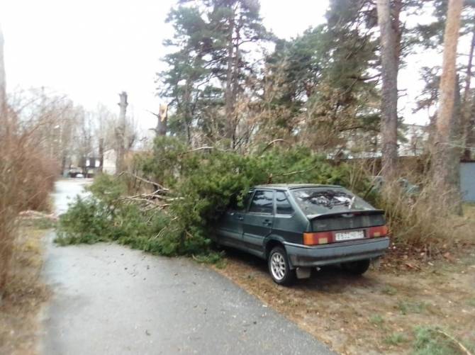 В Брянске на две легковушки рухнули из-за ветра деревья