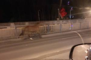 В Брянске одинокий конь устроил скачки посреди дороги