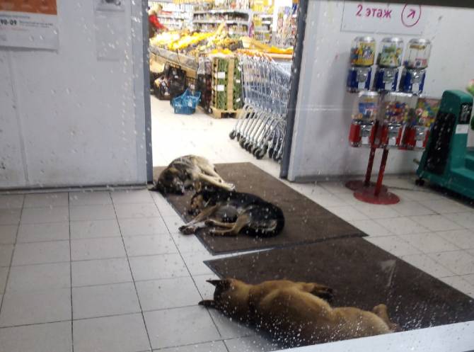 В Брянске на Новостройке псы оккупировали вход в супермаркет 