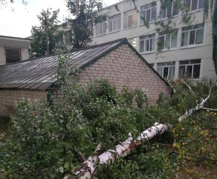 В Брянске во дворе школы №58 ветер обрушил два дерева