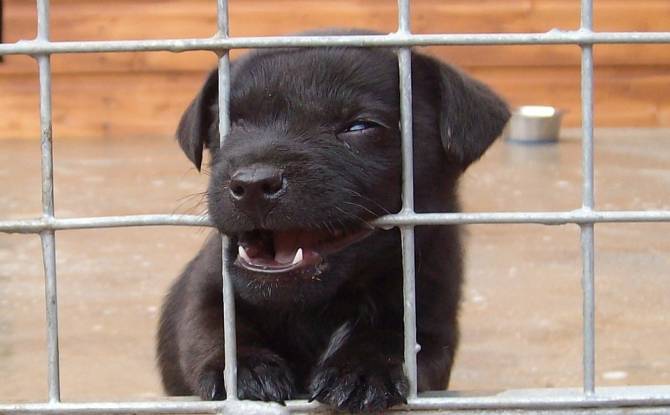 Брянским зоозащитникам пришлось выкупать собак в Калуге