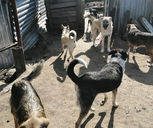 Женщина в Брянске собирает бродячих собак: соседи начали с ней войну