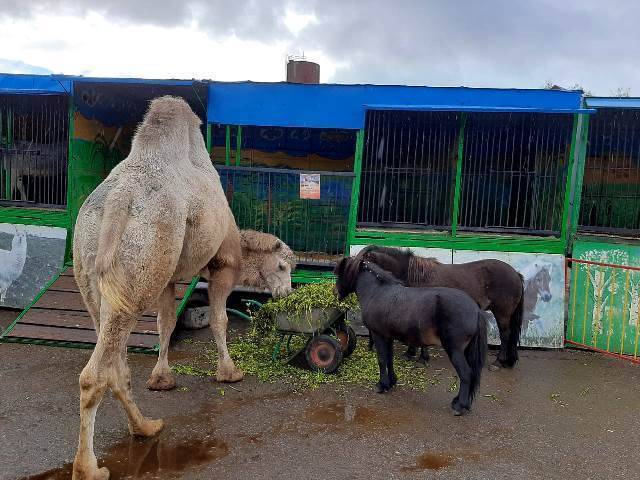 В Карачеве обитателей зоопарка «Ноев Ковчег» кормили сеном с навозом