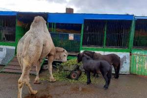 В Карачеве обитателей зоопарка «Ноев Ковчег» кормили сеном с навозом