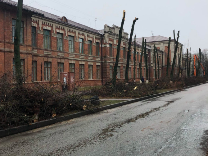 В Брянске варварски обрезали деревья возле БГТУ