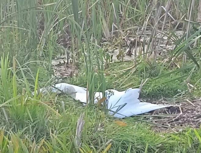 В Клинцовском районе браконьеры убили лебедей