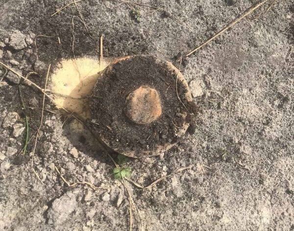 В поселке Локоть во дворе частного дома нашли немецкую противопехотную мину