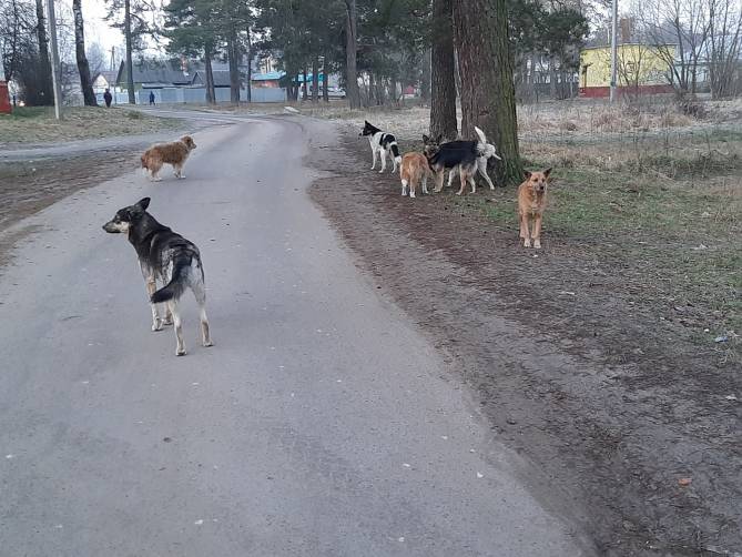 Жители Сельцо снова пожаловались на бродячих собак