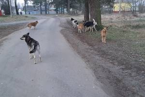 Жители Сельцо снова пожаловались на бродячих собак
