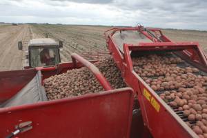В Брянской области убрали четверть картофельных полей
