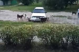 В Брянске собаки напали на припаркованный автомобиль