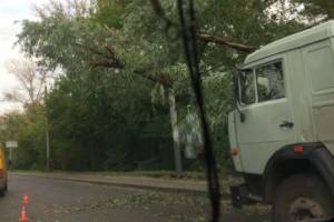 В Брянске убрали перегородившее улицу Калинина дерево