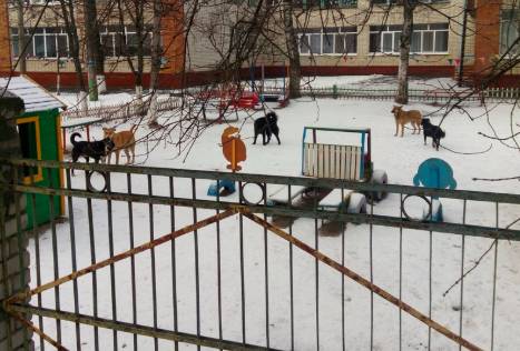 В Брянске бродячие собаки оккупировали территорию детского сада