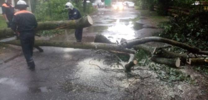 МЧС: Пронесшийся над Брянском ураган повалил 15 деревьев